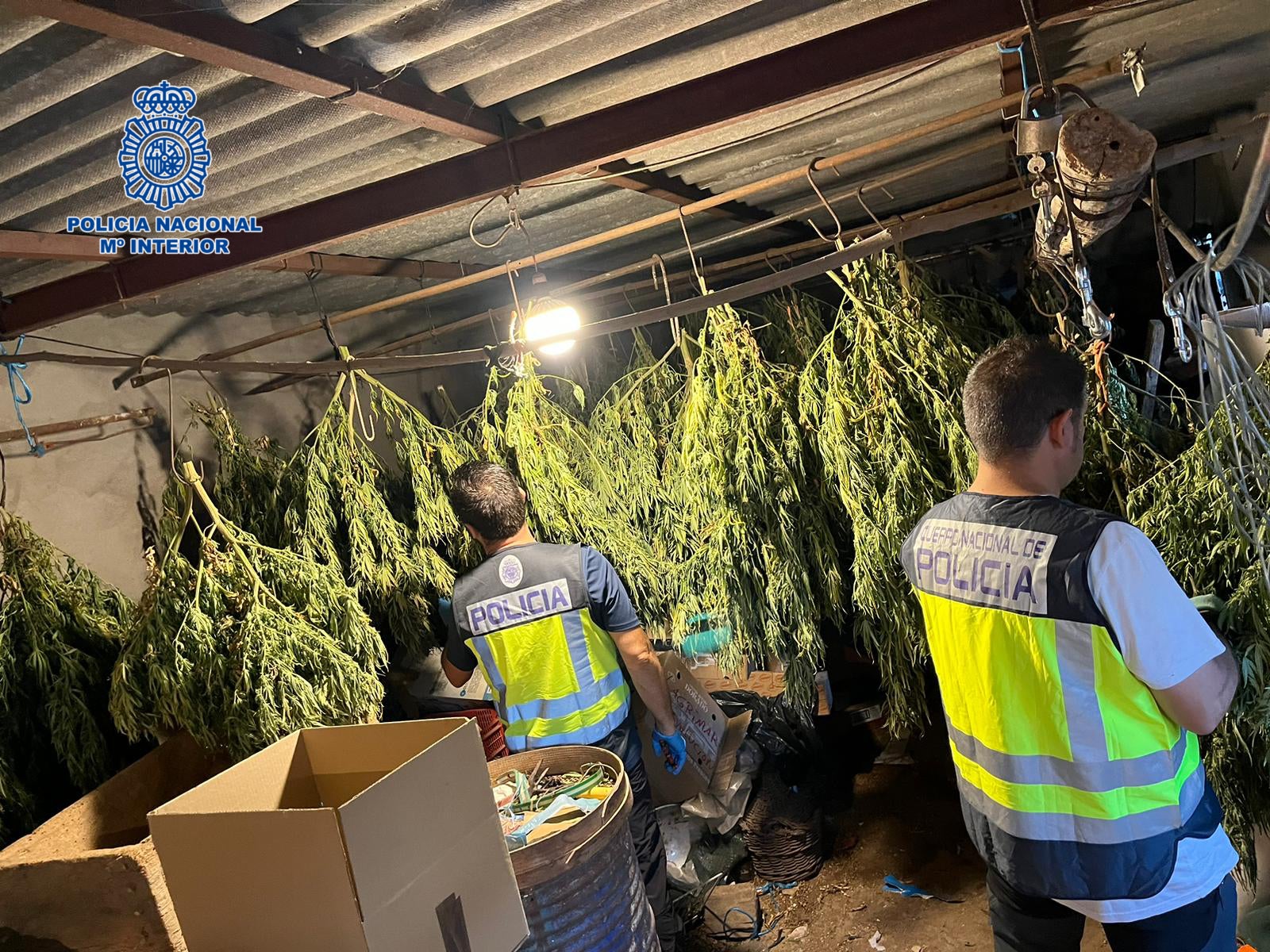 La Policía Nacional desmantela seis cultivos de marihuana en Velada (Toledo) La Policía Nacional desmantela seis cultivos de marihuana en Velada (Toledo)