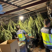 La Policía Nacional desmantela seis cultivos de marihuana en Velada (Toledo) La Policía Nacional desmantela seis cultivos de marihuana en Velada (Toledo)