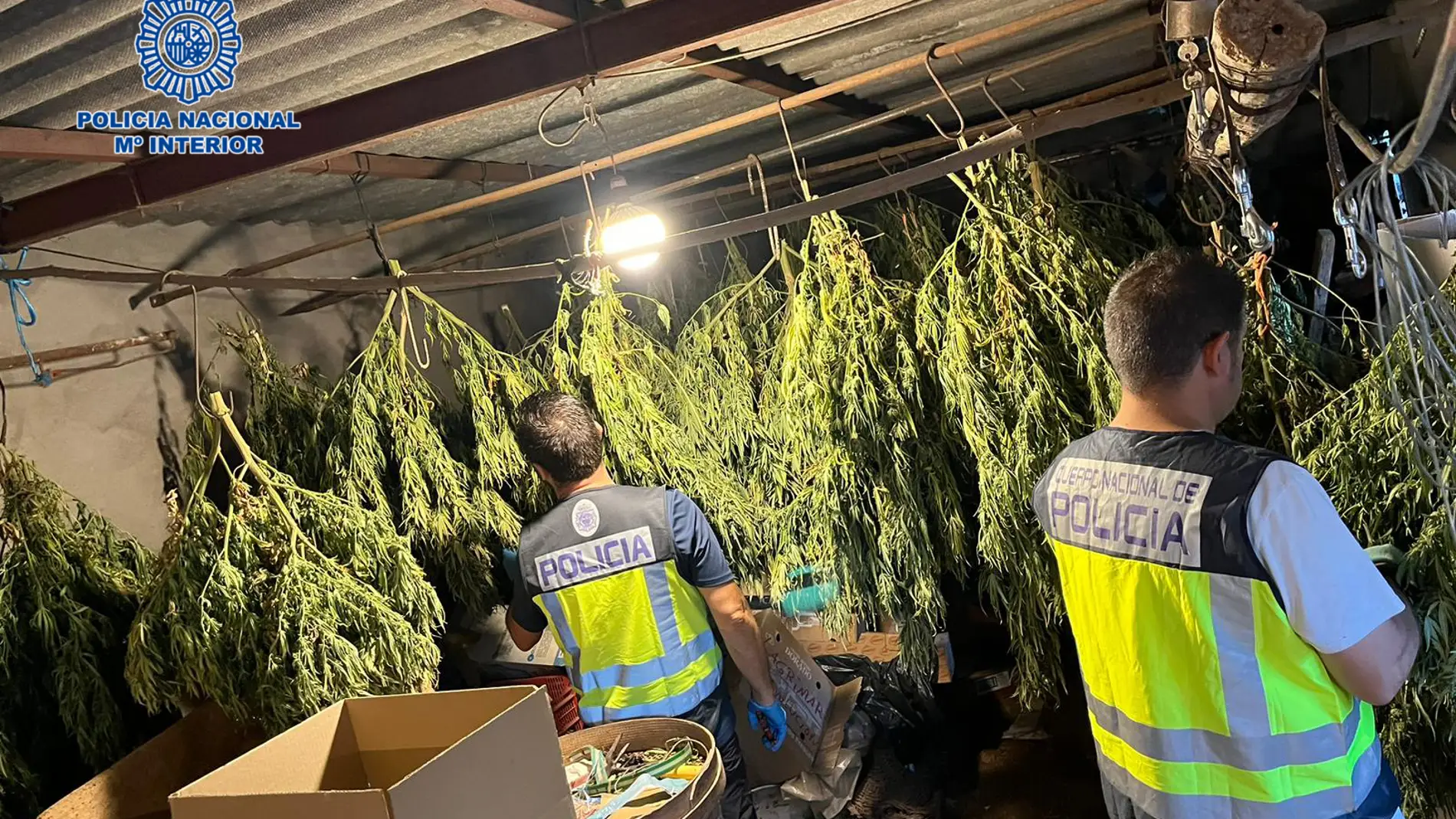 La Policía Nacional desmantela seis cultivos de marihuana en Velada (Toledo)