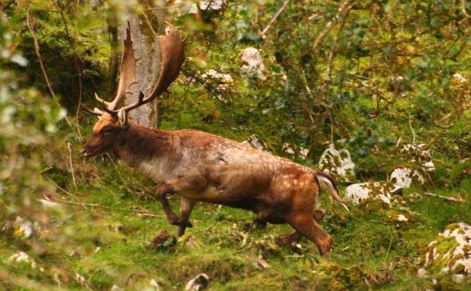 Semana intensa de actividad en las Jornadas de la Sierra del Sueve Semana intensa de actividad en las Jornadas de la Sierra del Sueve