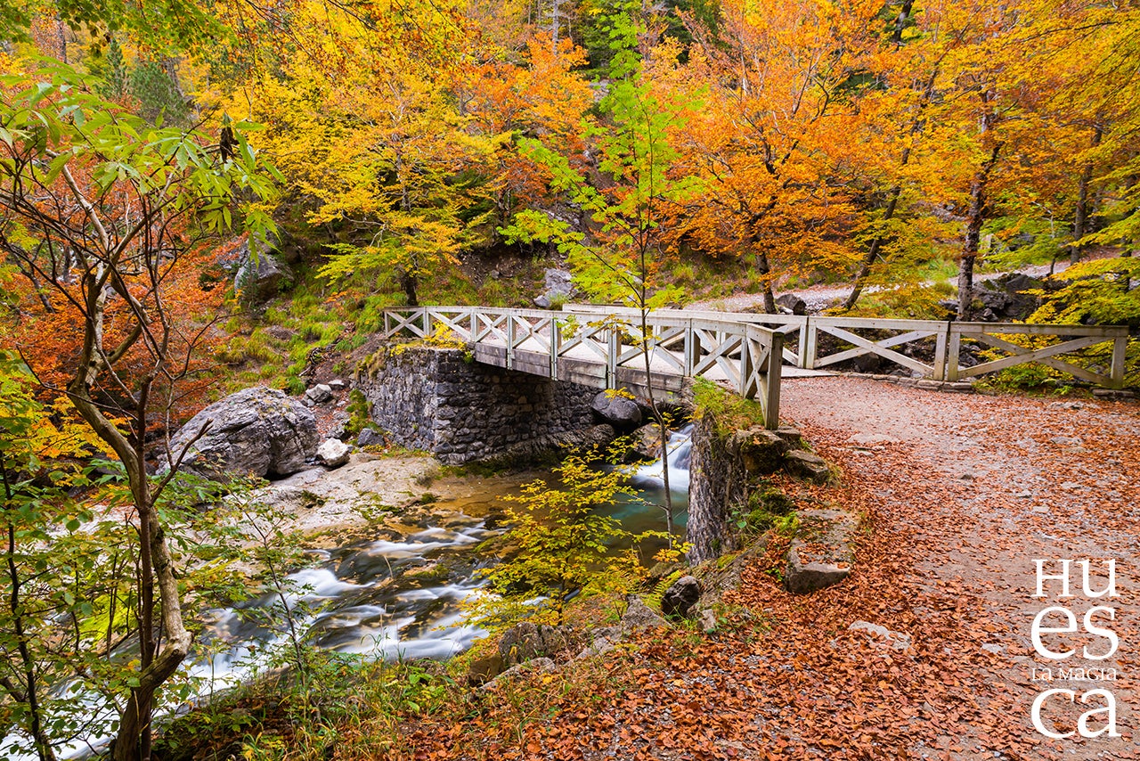 Bosques que en otoño se vuelven mágicos Bosques que en otoño se vuelven mágicos