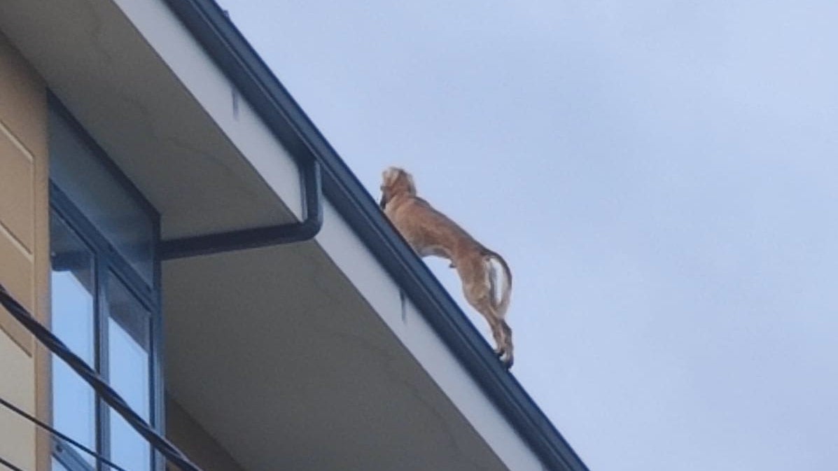 Salami, el galgo rescatado de un tejado: "Si Dios hubiera querido que voláramos nos habría puesto alas" Salami, el galgo rescatado de un tejado: "Si Dios hubiera querido que voláramos nos habría puesto alas"