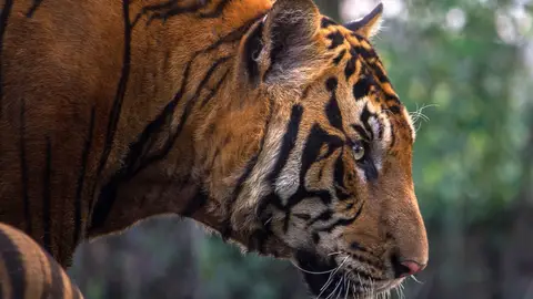 Tigre en una imagen de archivo Tigre en una imagen de archivo