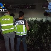 Detenidas dos personas e intervenidas dos plantaciones de marihuana en dos viviendas