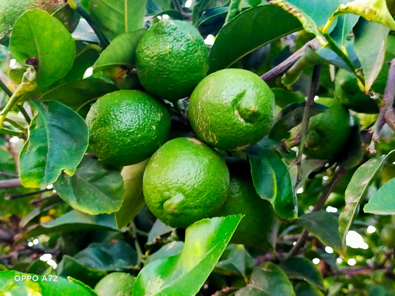 La producción de limón verna cae a la mitad en Alicante en relación a una campaña normal La producción de limón verna cae a la mitad en Alicante en relación a una campaña normal