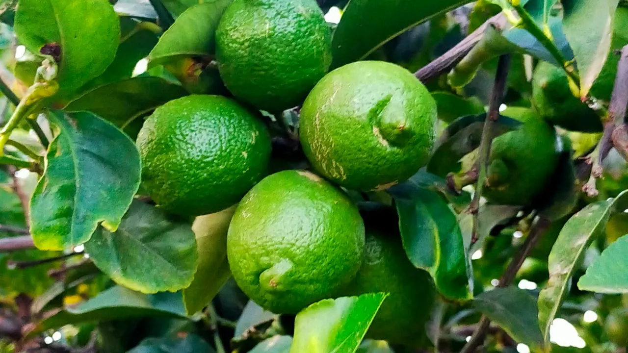 Limón verna, la variedad predominante en Alicante