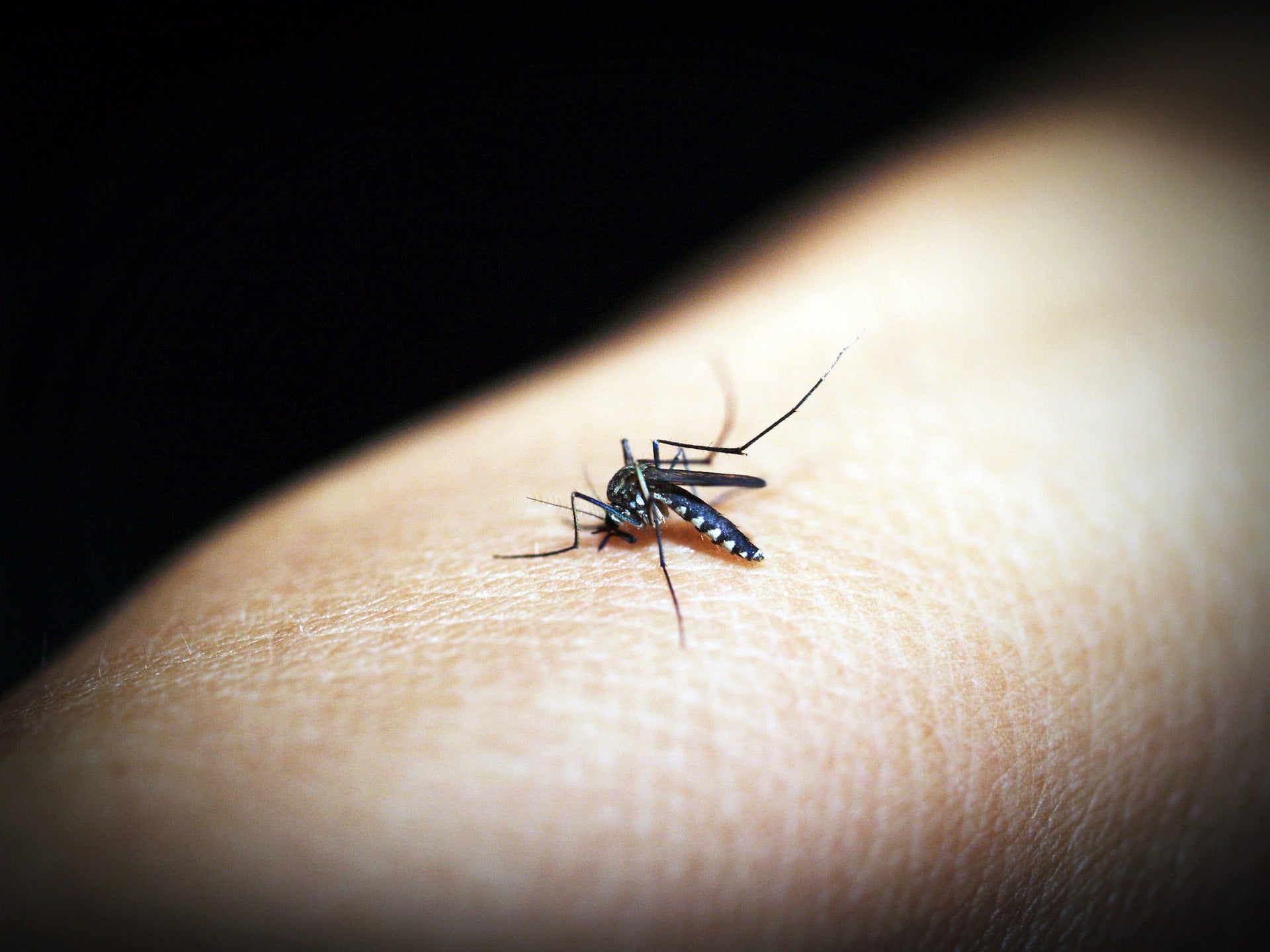 El tipo de piel a la que más pican los mosquitos: la ciencia da la respuesta definitiva El tipo de piel a la que más pican los mosquitos: la ciencia da la respuesta definitiva