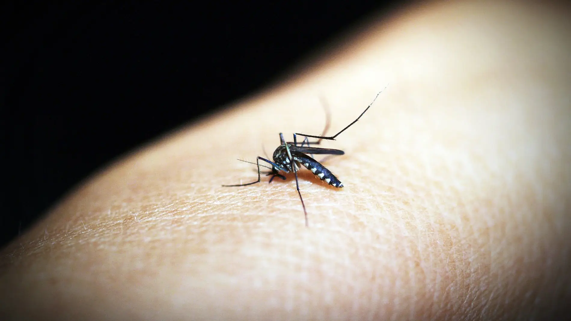 Un mosquito en una fotografía de archivo.