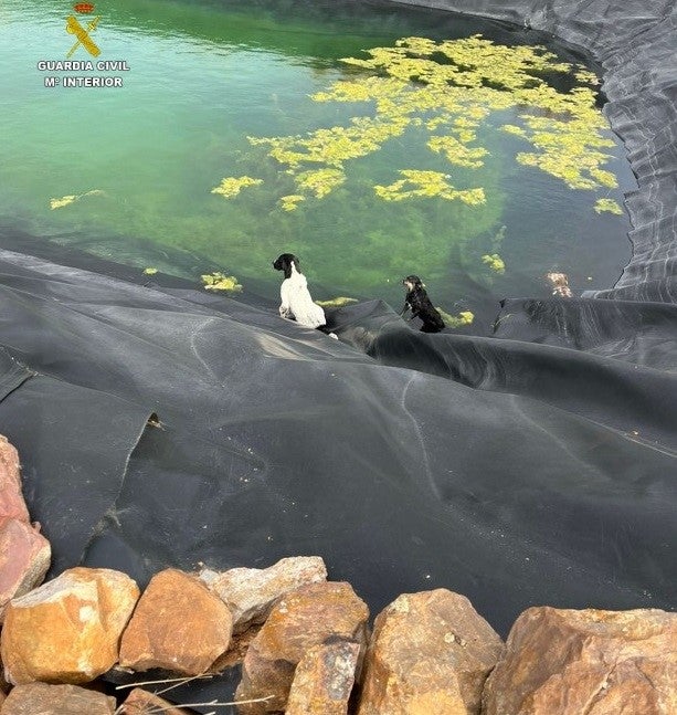 SEPRONA rescata a dos perros de una balsa de riego en Moral de Calatrava SEPRONA rescata a dos perros de una balsa de riego en Moral de Calatrava