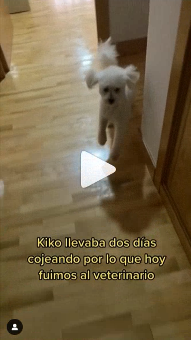 Kiko, el perro que fingía estar cojo': "Como buen actor, soy hipocondriaco y me gusta visitar a los galenos" Kiko, el perro que fingía estar cojo': "Como buen actor, soy hipocondriaco y me gusta visitar a los galenos"