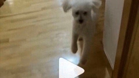 Kiko, el perro que fingi&oacute; estar cojo