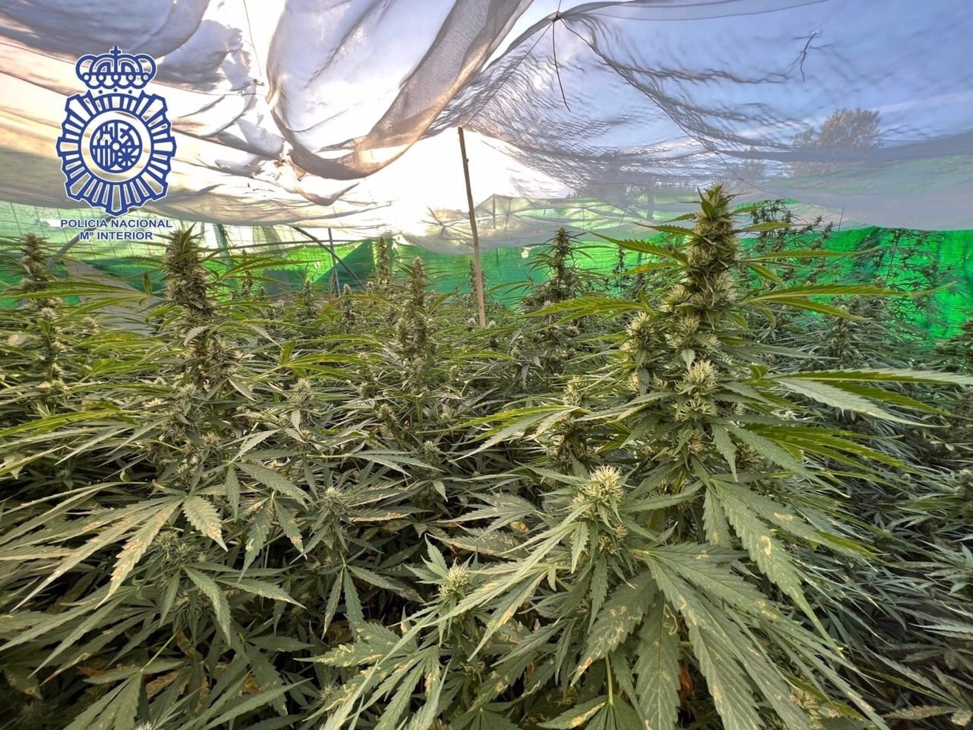 Cinco detenidos y 1.178 plantas de marihuana intervenidas en una operación en Alcalá de Guadaíra Cinco detenidos y 1.178 plantas de marihuana intervenidas en una operación en Alcalá de Guadaíra