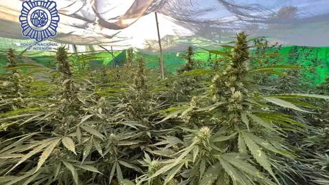 Cinco detenidos y 1.178 plantas de marihuana intervenidas en una operación en Alcalá de Guadaíra Cinco detenidos y 1.178 plantas de marihuana intervenidas en una operación en Alcalá de Guadaíra