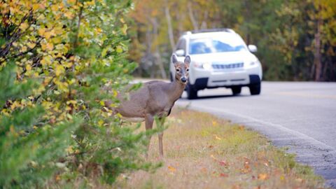 Animales implicados en accidentes de tráfico