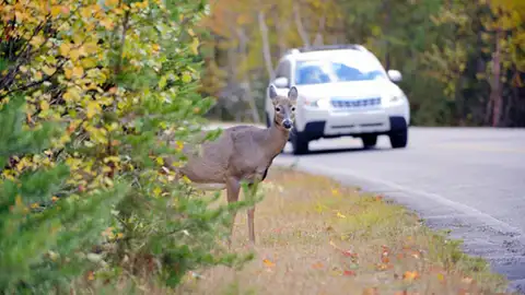 Animales implicados en accidentes de tráfico Animales implicados en accidentes de tráfico