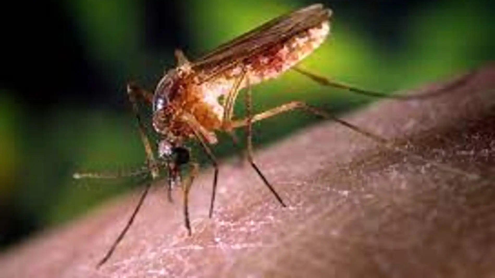 Mosquito Culex