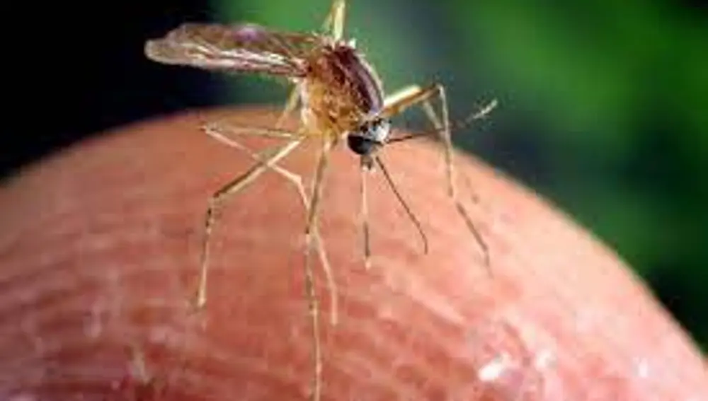 mosquito Culex