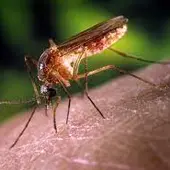 Mosquito Culex causante del virus del Nilo occidental Mosquito Culex causante del virus del Nilo occidental