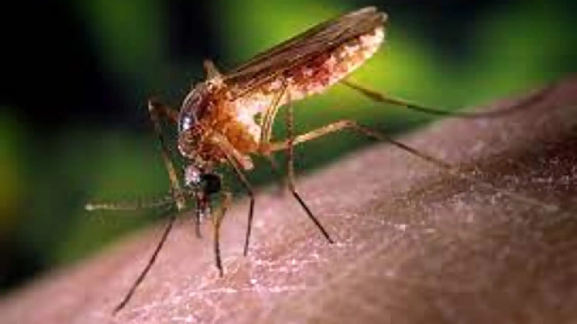 Mosquito Culex causante del virus del Nilo occidental
