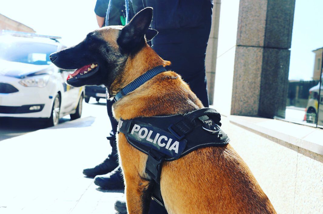 El centro de Castellón II contará con unidad canina propia para prevenir la introducción de droga en prisión El centro de Castellón II contará con unidad canina propia para prevenir la introducción de droga en prisión