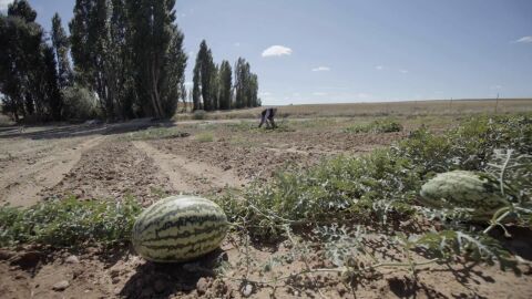 Agropoly: &iquest;Qui&eacute;n se est&aacute; comprando el campo?