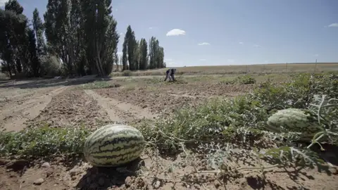 Agropoly: ¿Quién se está comprando el campo? Agropoly: ¿Quién se está comprando el campo?