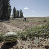 Agropoly: ¿Quién se está comprando el campo? Agropoly: ¿Quién se está comprando el campo?