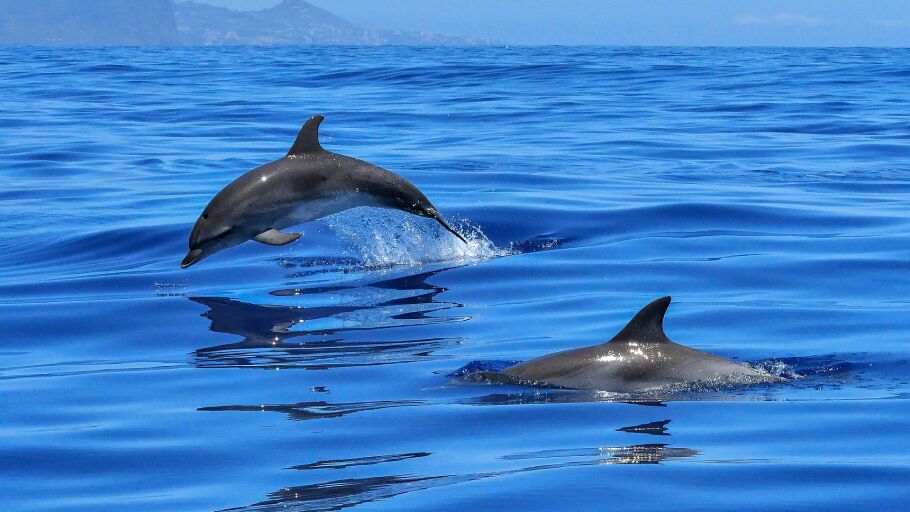 Los delfines no sufren da&ntilde;os cerebrales al nadar por una &lsquo;maravillosa red&rsquo; que protege su cerebro
