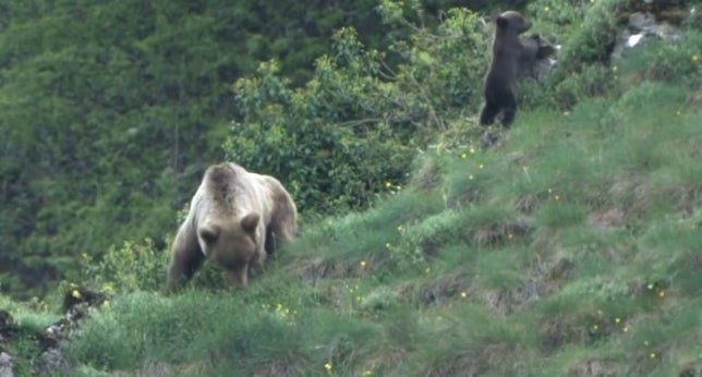 Ecologistas en Acción Palencia pide prisión, multa e inhabilitación para el cazador que disparó a un ejemplar de oso pardo en Polentinos Ecologistas en Acción Palencia pide prisión, multa e inhabilitación para el cazador que disparó a un ejemplar de oso pardo en Polentinos