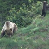 La Junta investiga un presunto disparo a un oso pardo durante una cacería en la Reserva Regional de Caza de Fuentes Carrionas