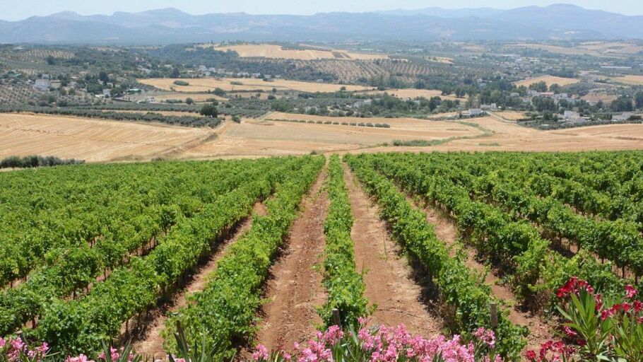BODEGAS MOROSANTO