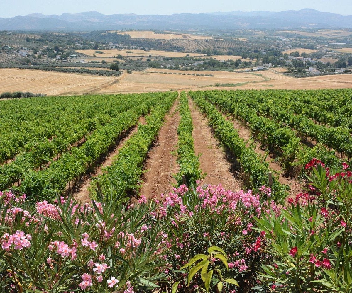 La Gastronomía en Onda Cero, con Sabor a Málaga, marca promocional de la Diputación Provincial 3 NOVIEMBRE 2022 La Gastronomía en Onda Cero, con Sabor a Málaga, marca promocional de la Diputación Provincial 3 NOVIEMBRE 2022