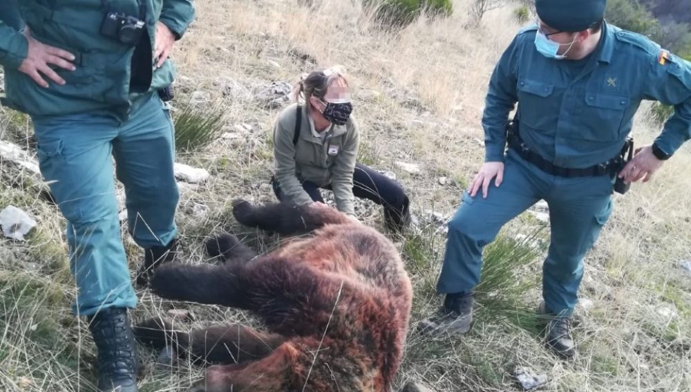 Ecologistas en Acción Palencia recurrirá el archivo de la causa contra los directores de la Junta por la muerte de una osa Ecologistas en Acción Palencia recurrirá el archivo de la causa contra los directores de la Junta por la muerte de una osa