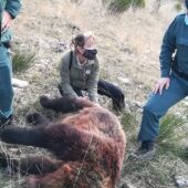 Ecologistas en Acción acudirá a la Fiscalía para frenar la "sangría de osos" en la Montaña Palentina