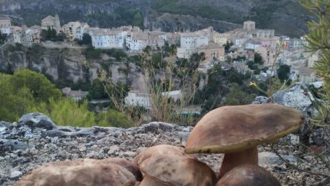 Boletus aereus, con la imagen de la ciudad de Cuenca al fondo