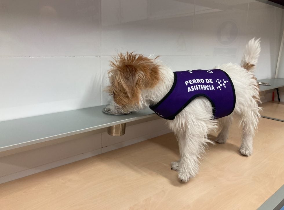 ¿Cómo se adiestran los perros de asistencia médica? ¿Cómo se adiestran los perros de asistencia médica?