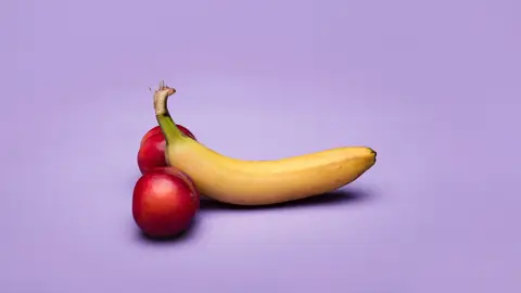 La evolución del pene humano La evolución del pene