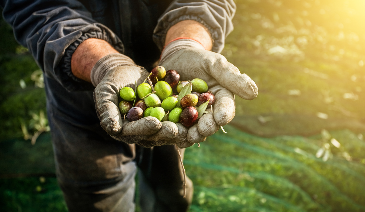 Los productores alaveses de aceituna inician su recogida con la previsión de un 50% menos de cantidad Los productores alaveses de aceituna inician su recogida con la previsión de un 50% menos de cantidad