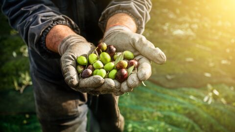 Recogida de la aceituna