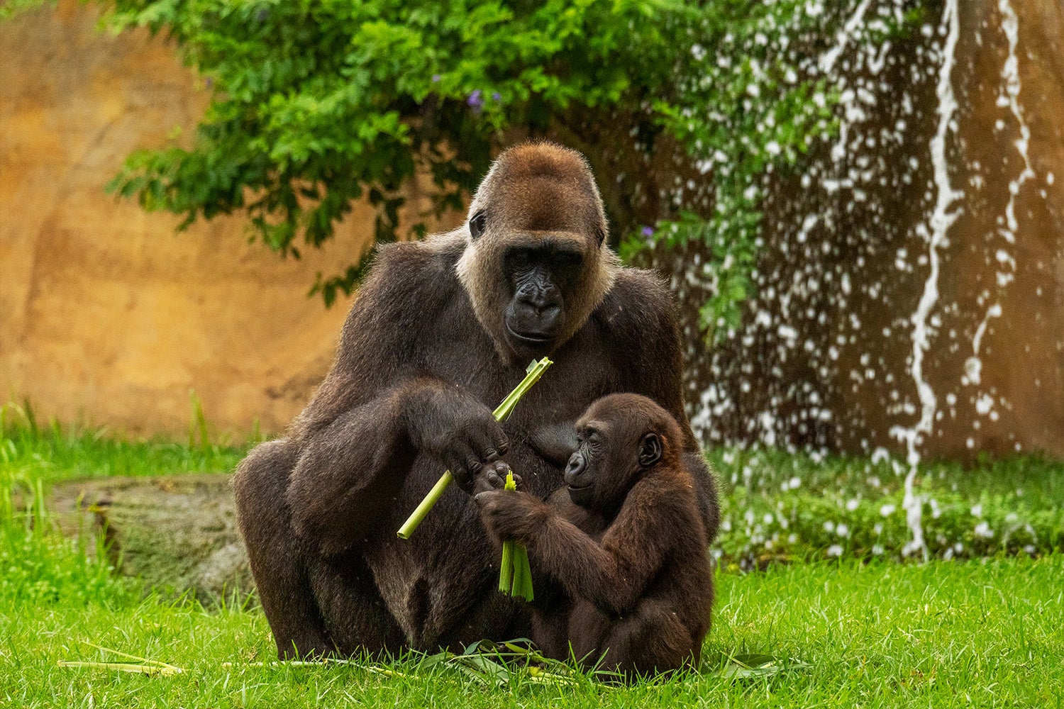 Cumple dos años Ekan, el primer gorila andaluz nacido en Bioparc Fuengirola Cumple dos años Ekan, el primer gorila andaluz nacido en Bioparc Fuengirola