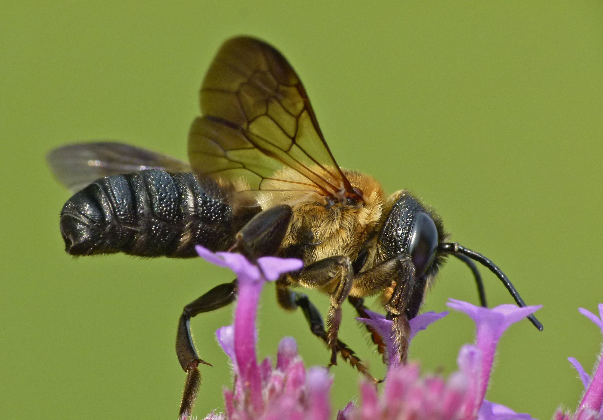 "Inofensiva para el ser humano, pero invasora y preocupante para el ecosistema" "Inofensiva para el ser humano, pero invasora y preocupante para el ecosistema"