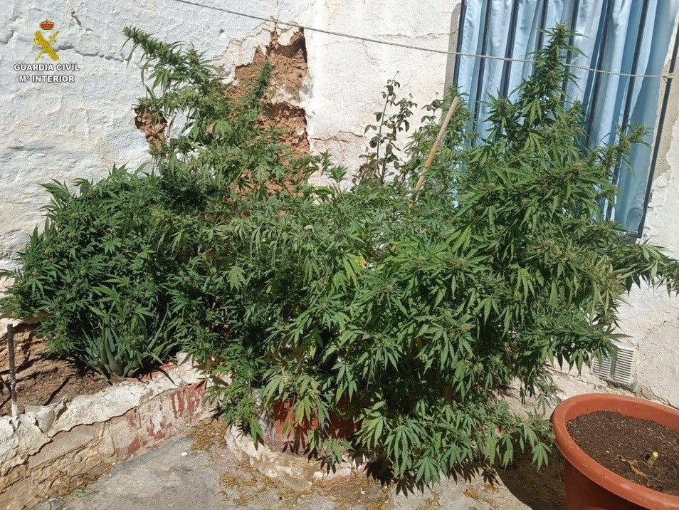 Localizan 24 plantas de marihuana en Tomelloso y detienen a 3 personas Localizan 24 plantas de marihuana en Tomelloso y detienen a 3 personas