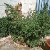 Una de las plantas de marihuana localizadas en Tomelloso