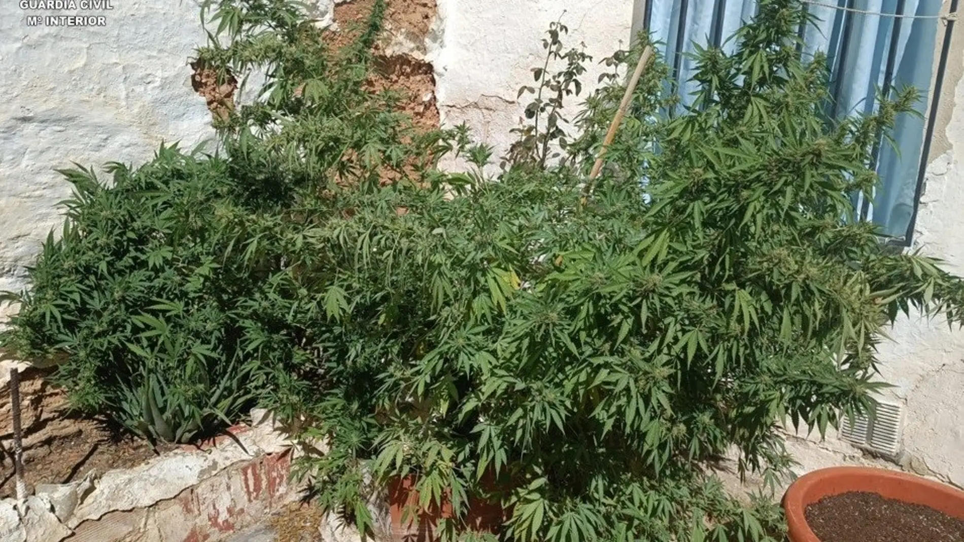 Una de las plantas de marihuana localizadas en Tomelloso