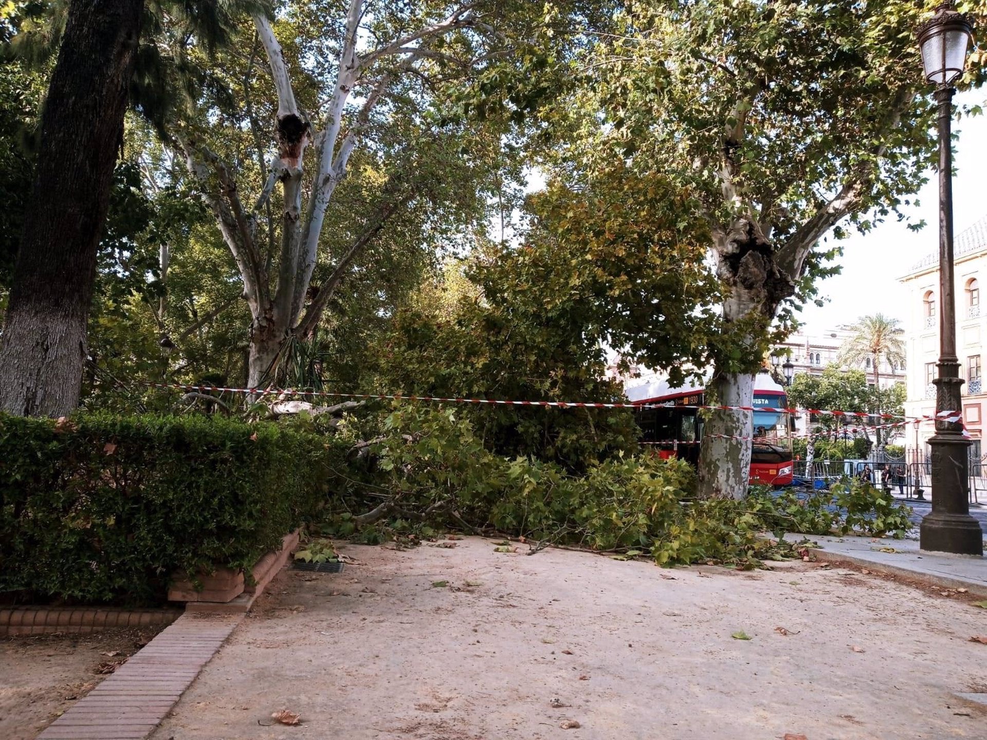 Cae una rama de gran porte en la calle San Jacinto sobre dos vehículos estacionados sin causar daños personales Cae una rama de gran porte en la calle San Jacinto sobre dos vehículos estacionados sin causar daños personales