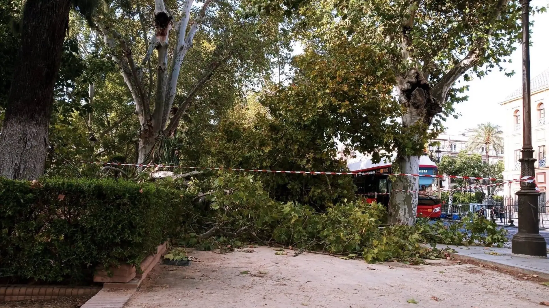 Cae una rama de gran porte en la calle San Jacinto sobre dos vehículos estacionados sin causar daños personales 