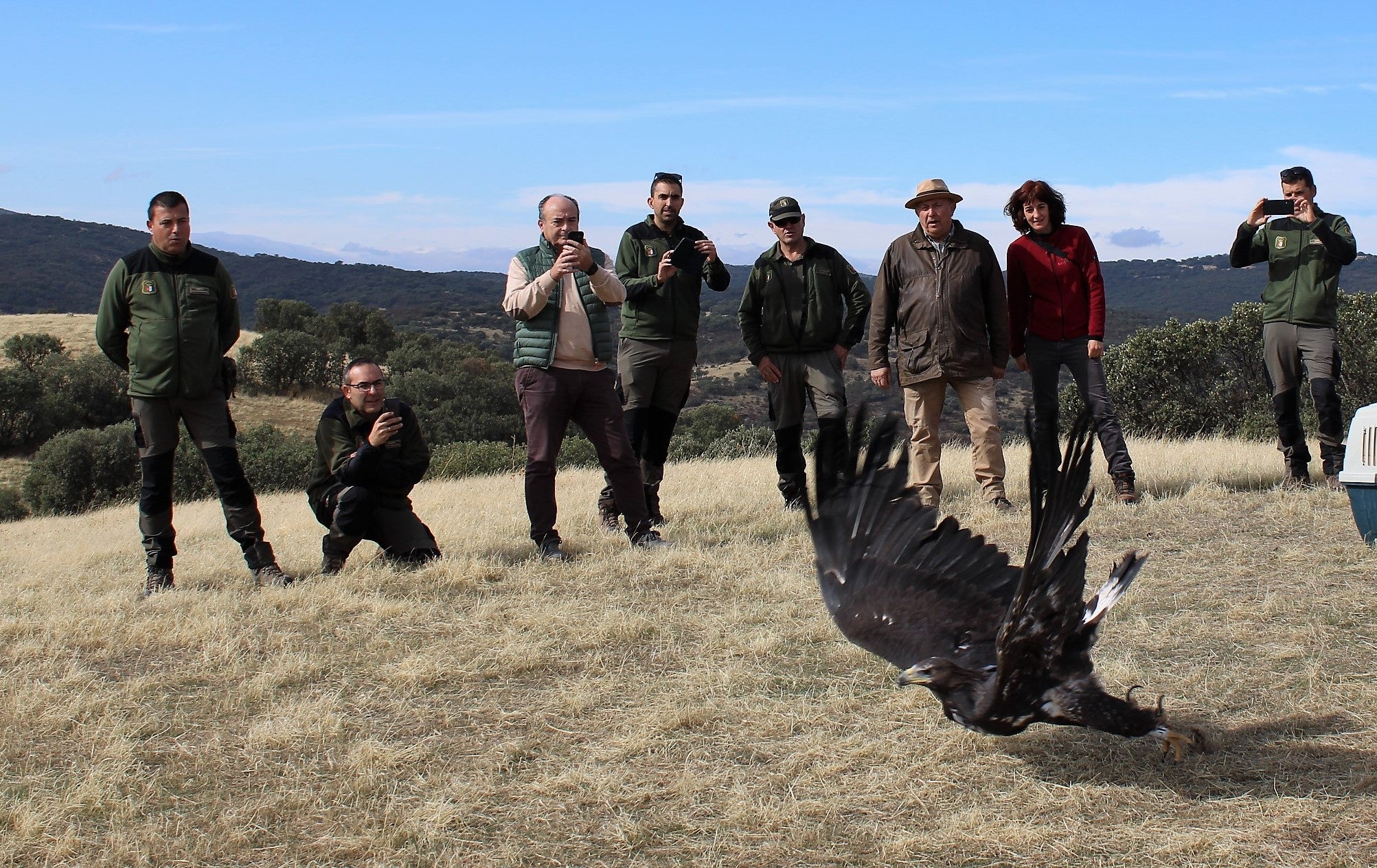Sueltan dos ejemplares de águila imperial ibérica y dos de águila real en Castellar de Santiago Sueltan dos ejemplares de águila imperial ibérica y dos de águila real en Castellar de Santiago