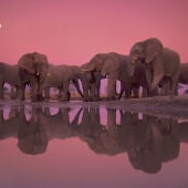 Elefantes africanos. Parque Nacional Chobe, Botsuana