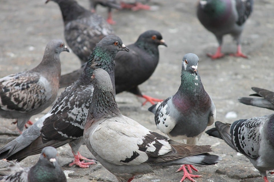 Las palomas zombie, lejos de Aragón Las palomas zombie, lejos de Aragón