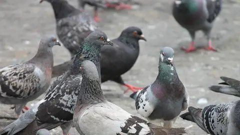 Palomas en una calle Palomas en una calle
